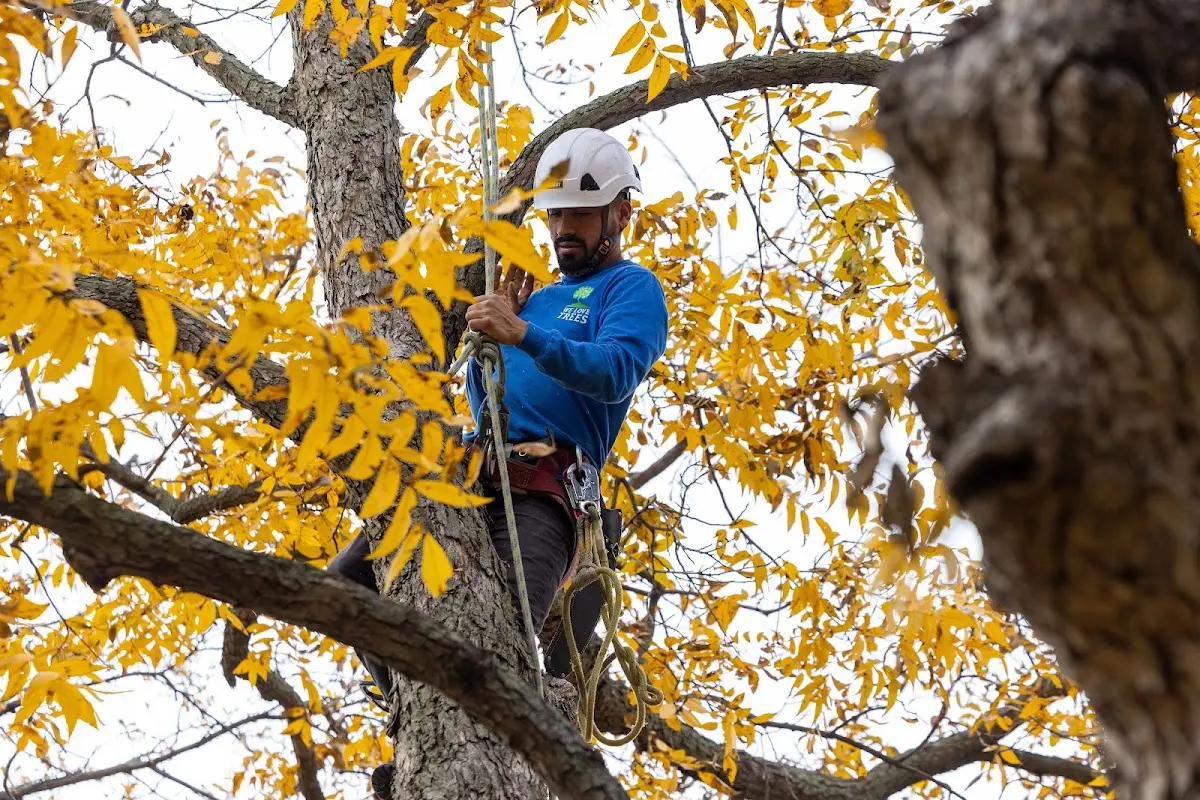 Skilled Tree Pruning crew working in Washougal